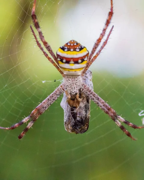 St Andrew 's Cross Spider in een web — Stockfoto