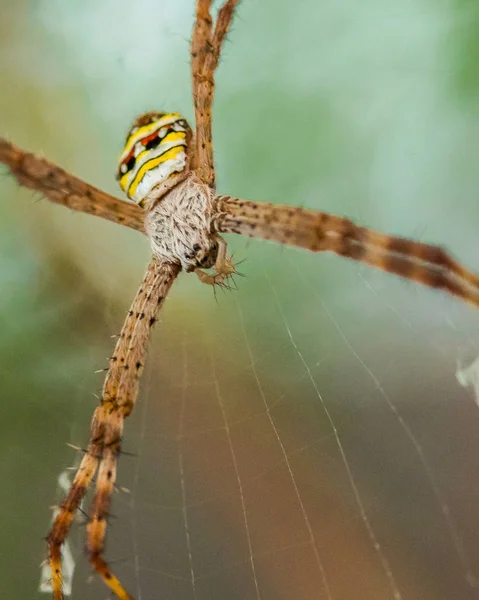 St Andrew 's Cross Spider in een web — Stockfoto