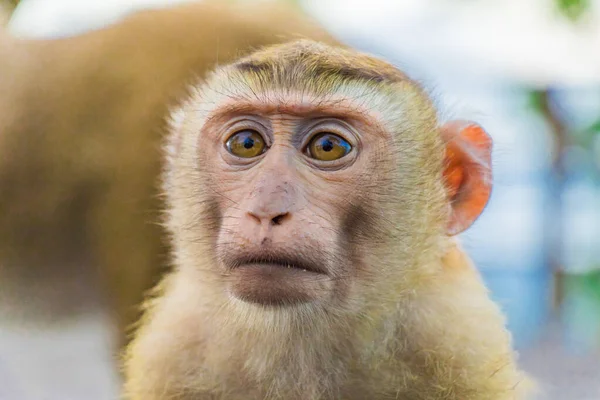 A makákói majmok a Monkey Hill, Phuket. — Stock Fotó