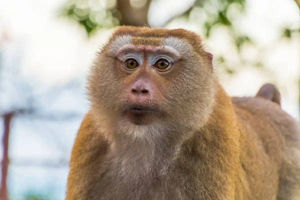 Los monos macacos de Monkey Hill, Phuket . — Foto de Stock