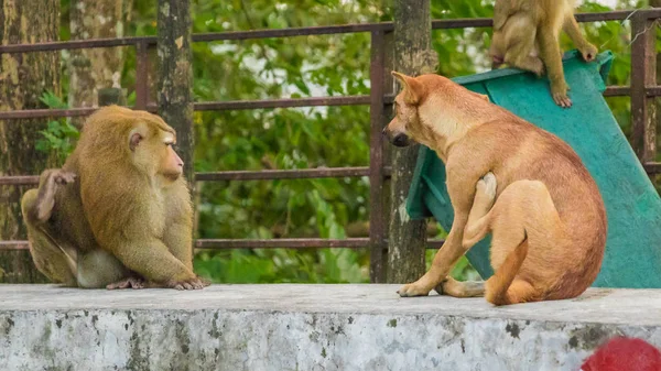 Los monos macacos de Monkey Hill, Phuket . — Foto de Stock