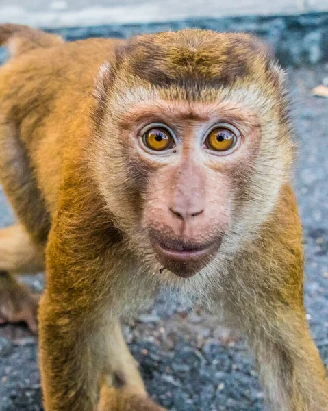 Die Makakenaffen von Affenberg, Phuket. — Stockfoto