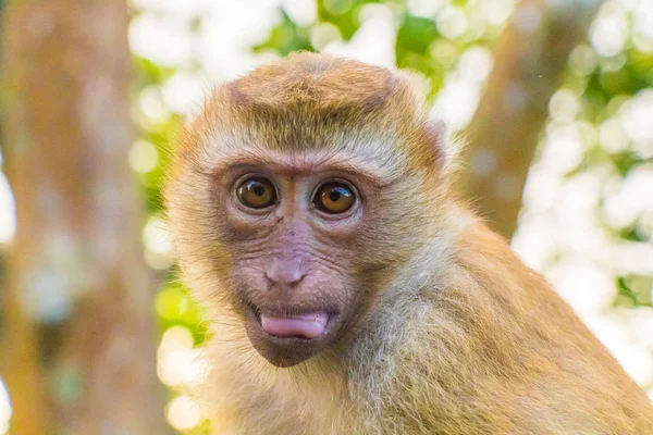 Die Makakenaffen von Affenberg, Phuket. — Stockfoto