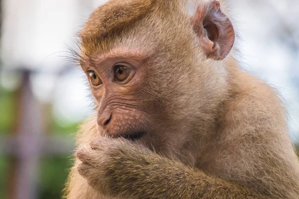 Le scimmie macaco di Monkey Hill, Phuket . — Foto Stock