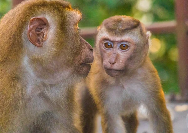 Die Makakenaffen von Affenberg, Phuket. — Stockfoto