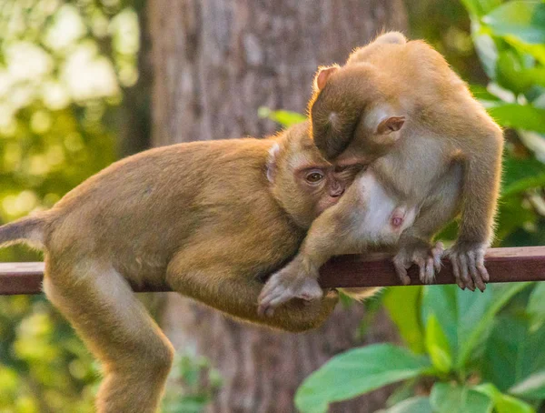 Les singes macaques de Monkey Hill, Phuket . — Photo