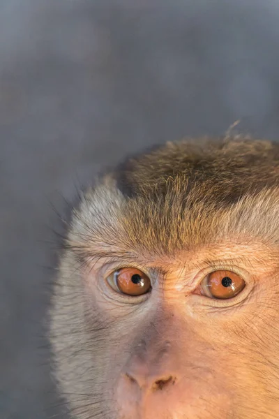 A makákói majmok a Monkey Hill, Phuket. — Stock Fotó