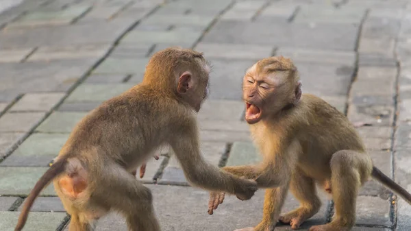 Le scimmie macaco di Monkey Hill, Phuket . — Foto Stock