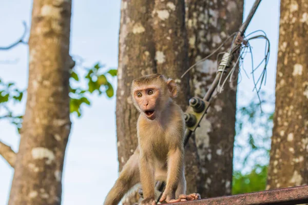 Die Makakenaffen von Affenberg, Phuket. — Stockfoto