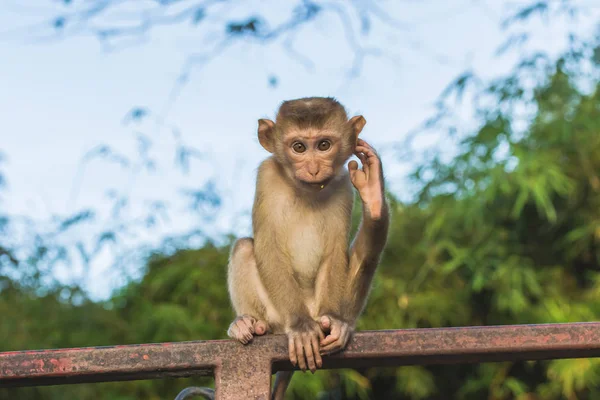 Die Makakenaffen von Affenberg, Phuket. — Stockfoto