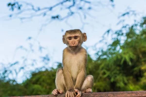 बंदर पहाड़ी, फुकेट के मक्का बंदरों . — स्टॉक फ़ोटो, इमेज