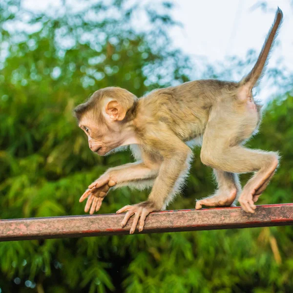 Die Makakenaffen von Affenberg, Phuket. — Stockfoto