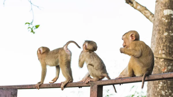 Os Macacos Macacos de Monkey Hill, Phuket . — Fotografia de Stock