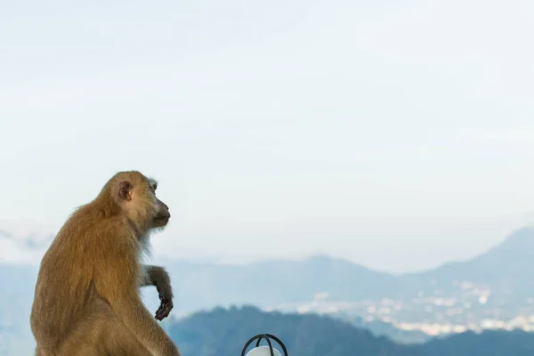 A makákói majmok a Monkey Hill, Phuket. — Stock Fotó