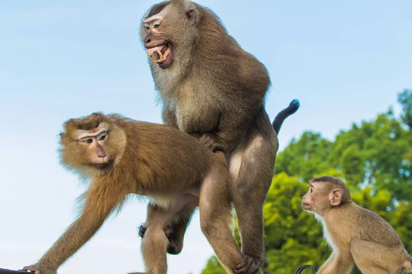 Los monos macacos de Monkey Hill, Phuket . — Foto de Stock