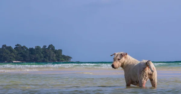 Un chien blanc joue dans l'océan — Photo