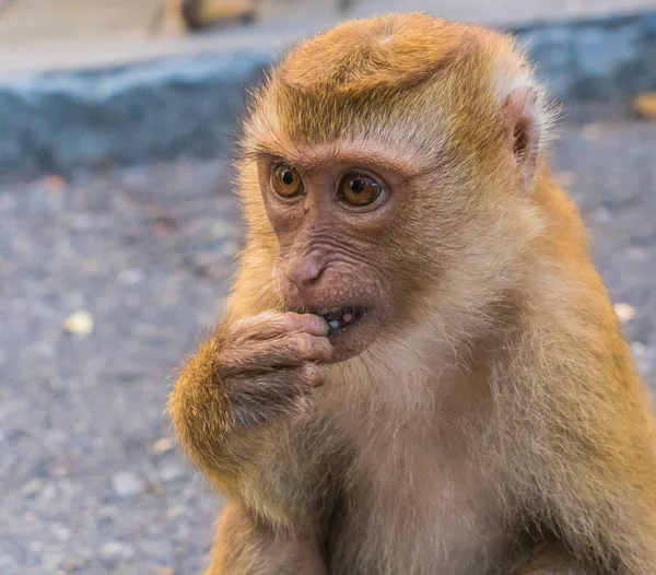 The Macaque Monkeys of Monkey Hill, Phuket. Stock Image