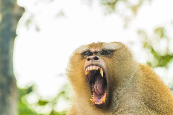 Los monos macacos de Monkey Hill, Phuket . Imagen De Stock