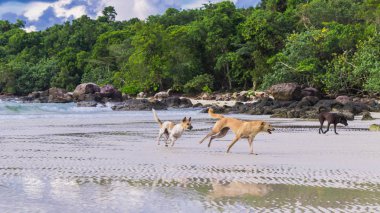 Üç Köpek Kamboçya 'daki Koh Rong Adası' nda bir plajda oynuyor ve koşuyor..