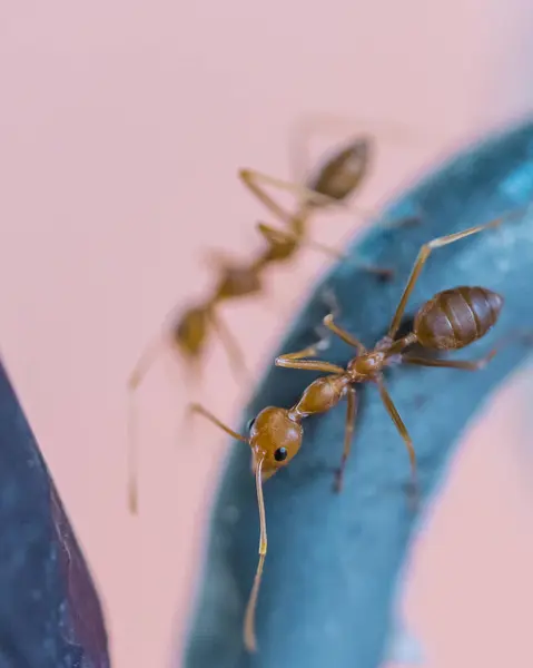 Brown worker ants in macro close up — Stock Photo, Image