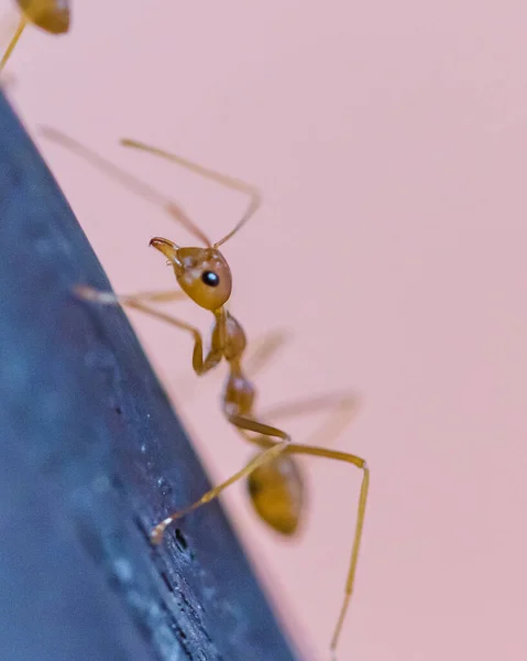 Brązowy pracownik mrówki w makro zbliżenie — Zdjęcie stockowe