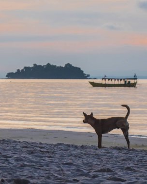 Gün doğumunda bir köpek sahile işiyor. Arka planda Tekneler, Okyanus ve Gündoğumu