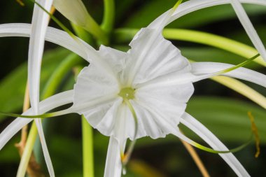 Yeşil arka planda beyaz bir örümcek zambağı