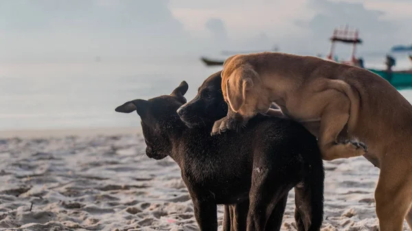 Τρία χαριτωμένα κουτάβια παίζουν στην παραλία — Φωτογραφία Αρχείου