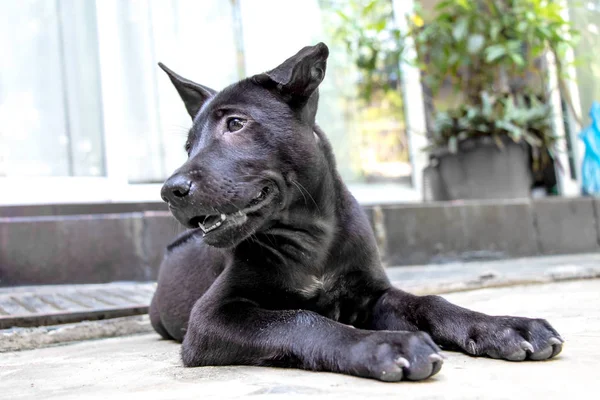 Un negro tailandés ridgeback cachorro relajante en el suelo —  Fotos de Stock