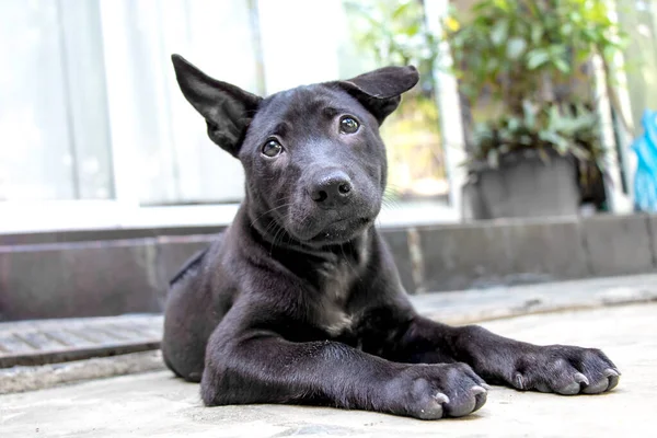 Bir Black Thai Ridgeback yavrusu yerde dinleniyor.