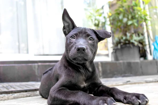 Bir Black Thai Ridgeback yavrusu yerde dinleniyor.