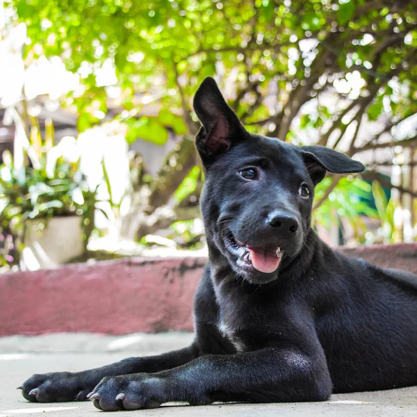 Un negro tailandés ridgeback cachorro relajante en el suelo —  Fotos de Stock