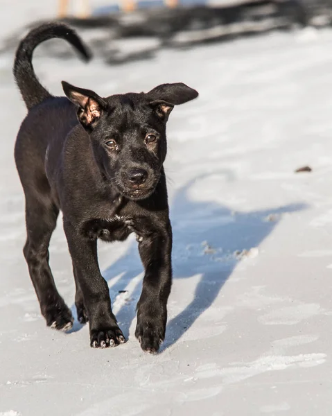 Siyah bir Tayland sırtlı köpek yavrusu, Koh Rong Adası.