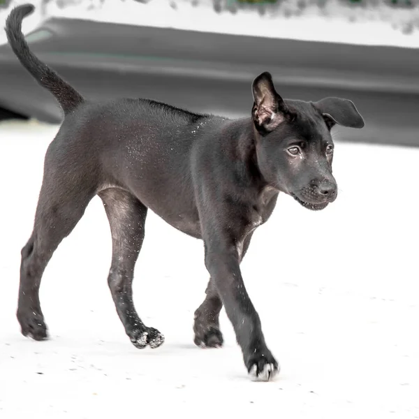 Un chiot Thai Ridgeback noir, île de Koh Rong — Photo