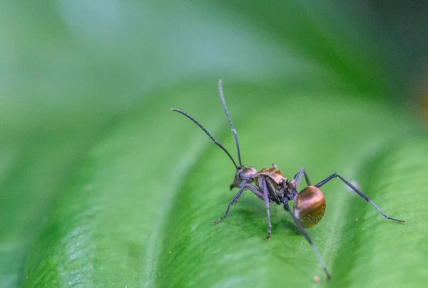 La formica è seduta su una foglia verde . — Foto Stock