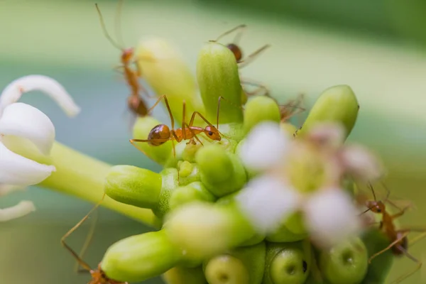 Karıncalar bir çiçekte, makroda çekilmiş.