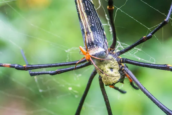 Giant Orb Web Spiders hebben seks — Stockfoto