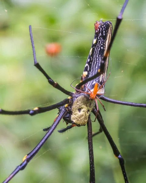 Giant Orb Web Spiders hebben seks — Stockfoto