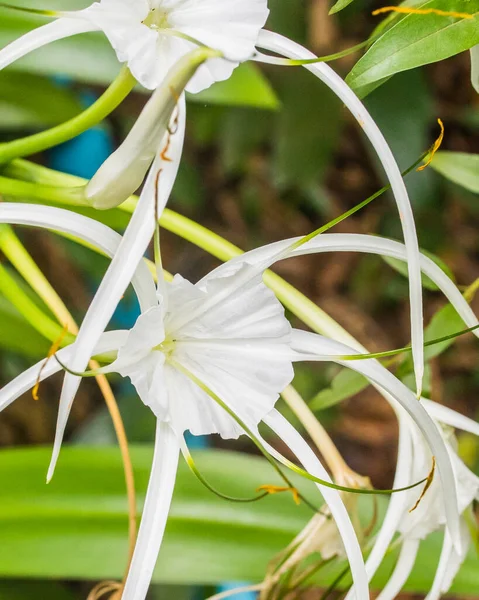 Yeşil arka planda beyaz bir örümcek zambağı