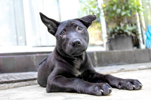 Un negro tailandés ridgeback cachorro relajante en el suelo Fotos De Stock