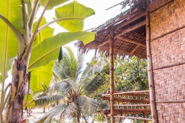 Yerde hindistan cevizleri, yeni palmiyeler.