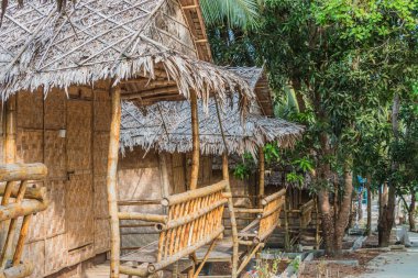 Yerde hindistan cevizleri, yeni palmiyeler.