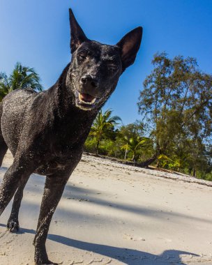 Beyaz bir sahilde siyah bir köpek.