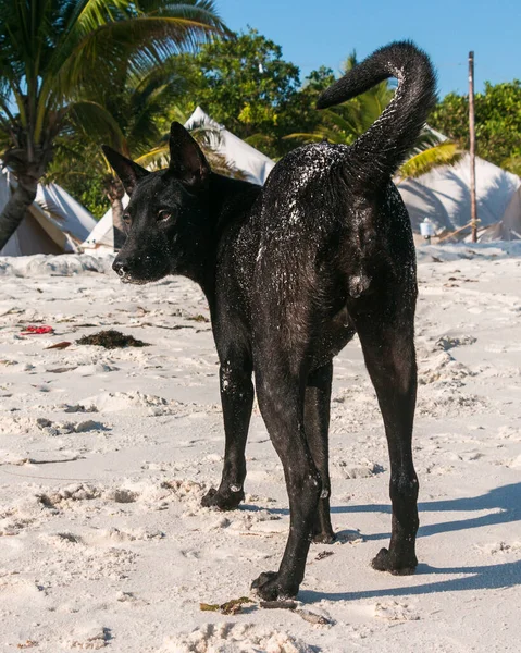 Beyaz bir sahilde siyah bir köpek.