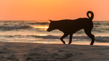 Gün doğumunda sahilde bir köpek oynuyor.