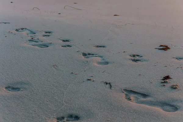 Sahilde insan ve köpek ayak izleri var. Gündoğumu renkleri, arkadaşlık