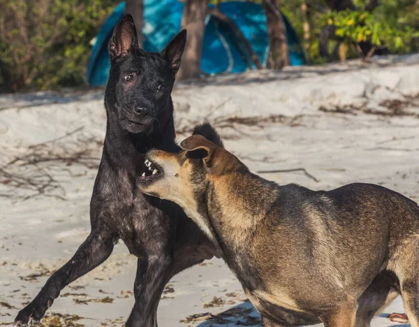 Kumsalda oynayan siyah bir köpek ve kahverengi bir köpek.