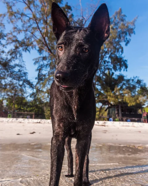 Un Tailandés Ridgeback está jugando en la playa —  Fotos de Stock