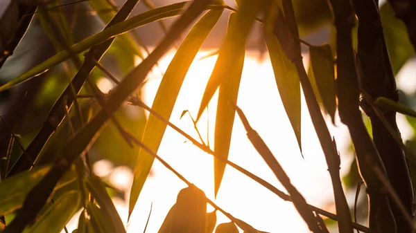Background at Sunset with a Leaf silhouette