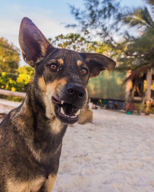 A brown dog is playing at the beach